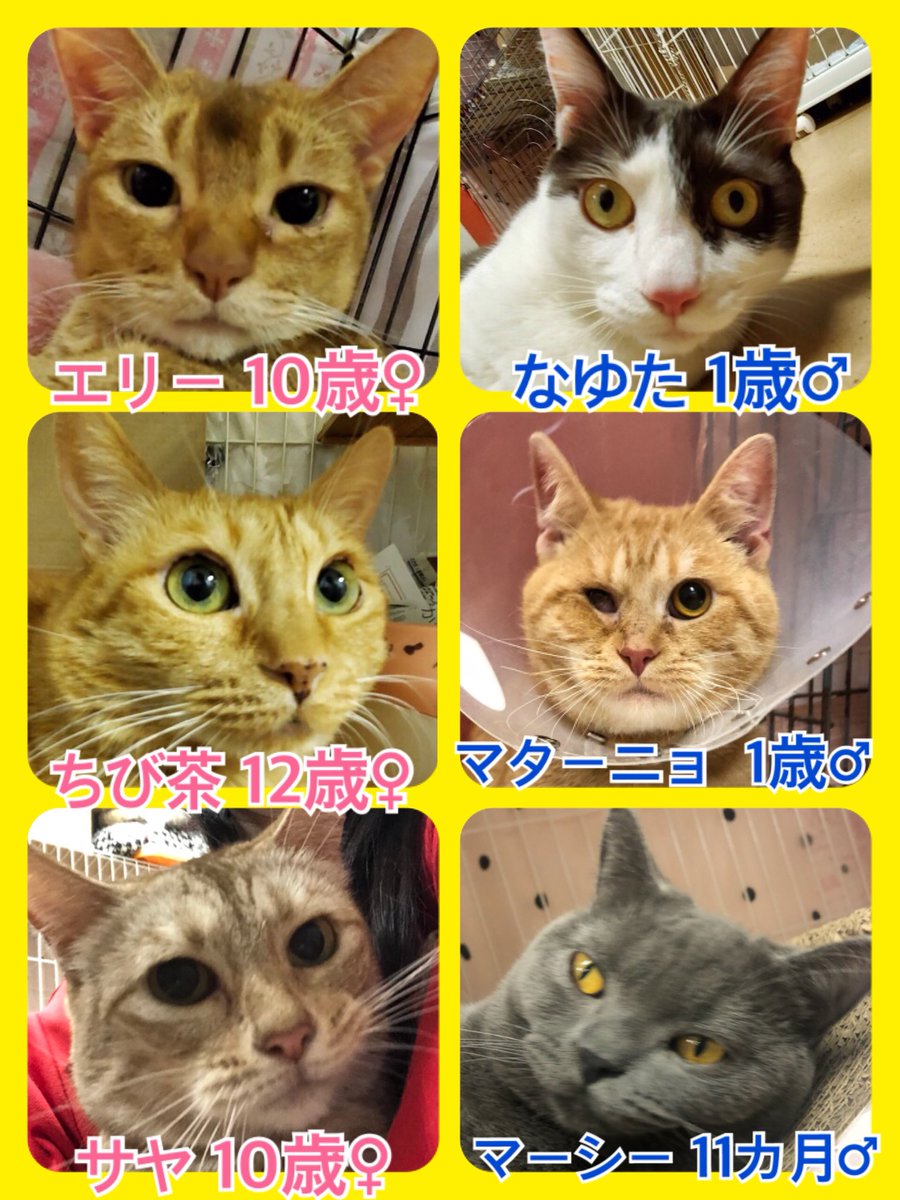 🐾今日の里親様募集中ニャンコ🐱メンバーです🐾2020,3,22